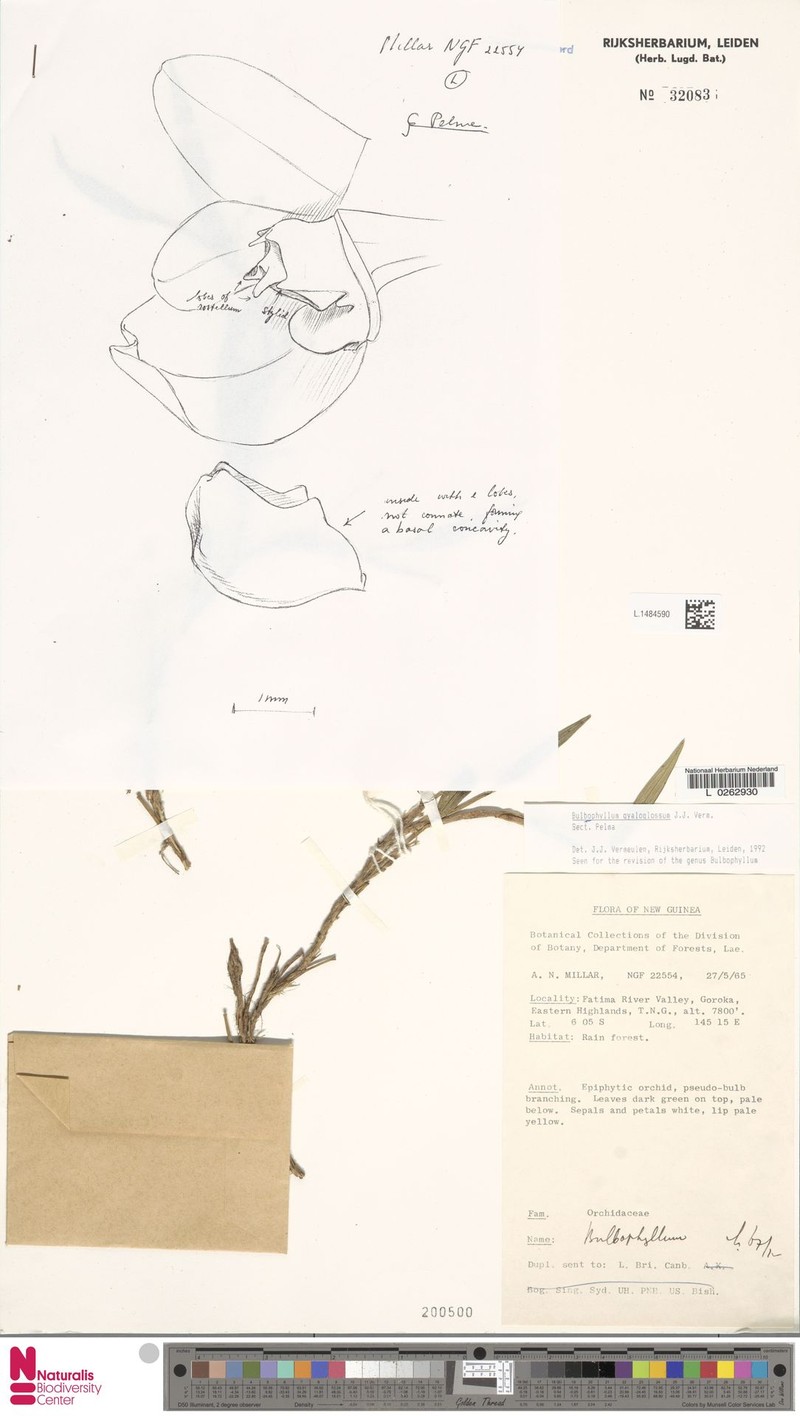 Bulbophyllum gyaloglossum photo 2