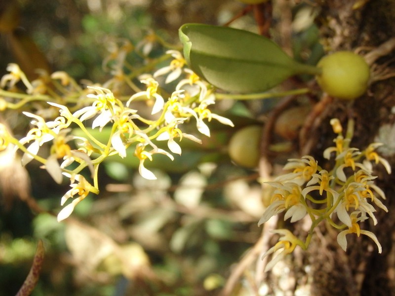 Bulbophyllum gymnopus photo 2