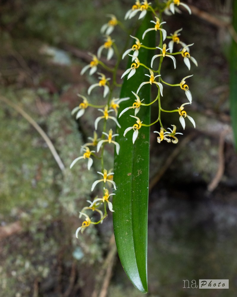Bulbophyllum gymnopus photo 3