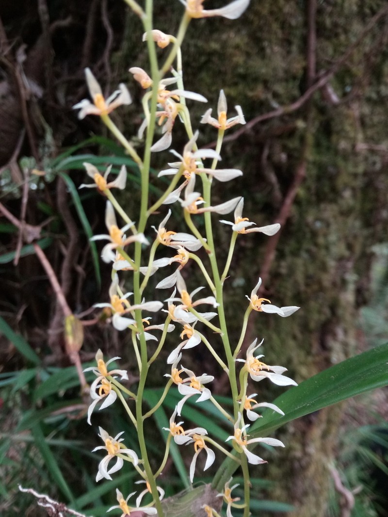 Bulbophyllum gymnopus photo 4