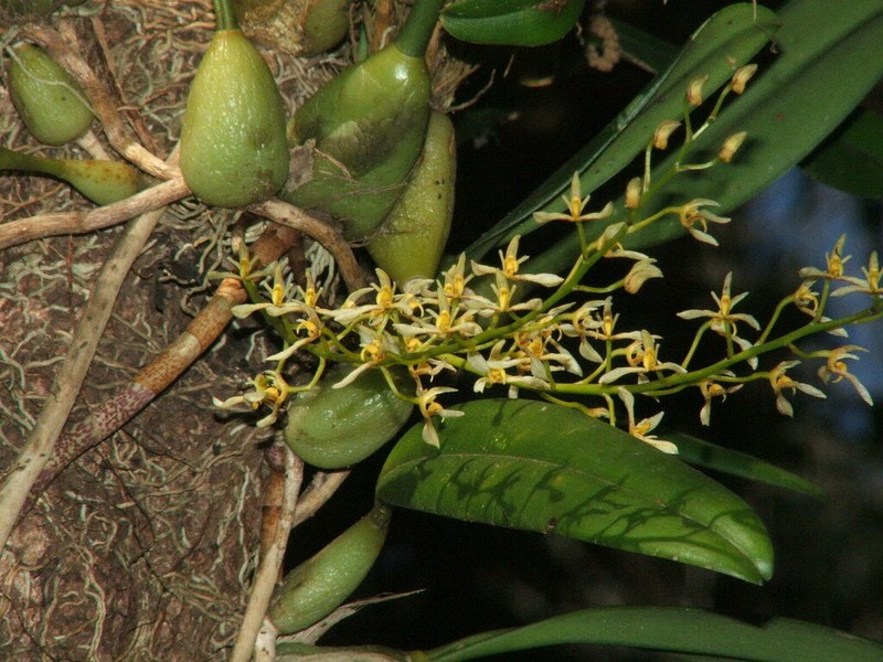 Bulbophyllum gymnopus photo 5
