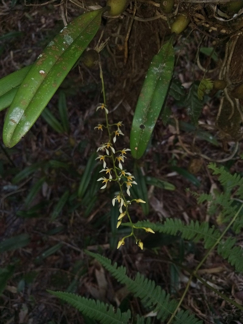 Bulbophyllum gymnopus photo 6
