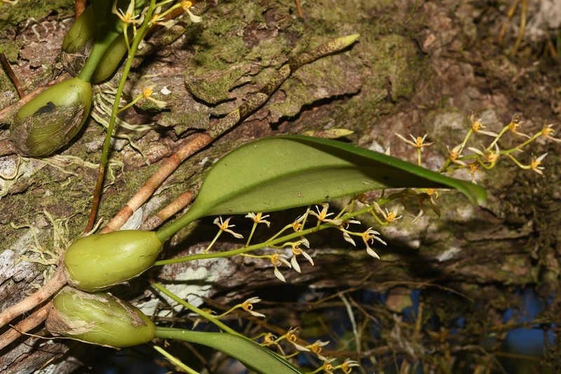 Bulbophyllum gymnopus photo 7