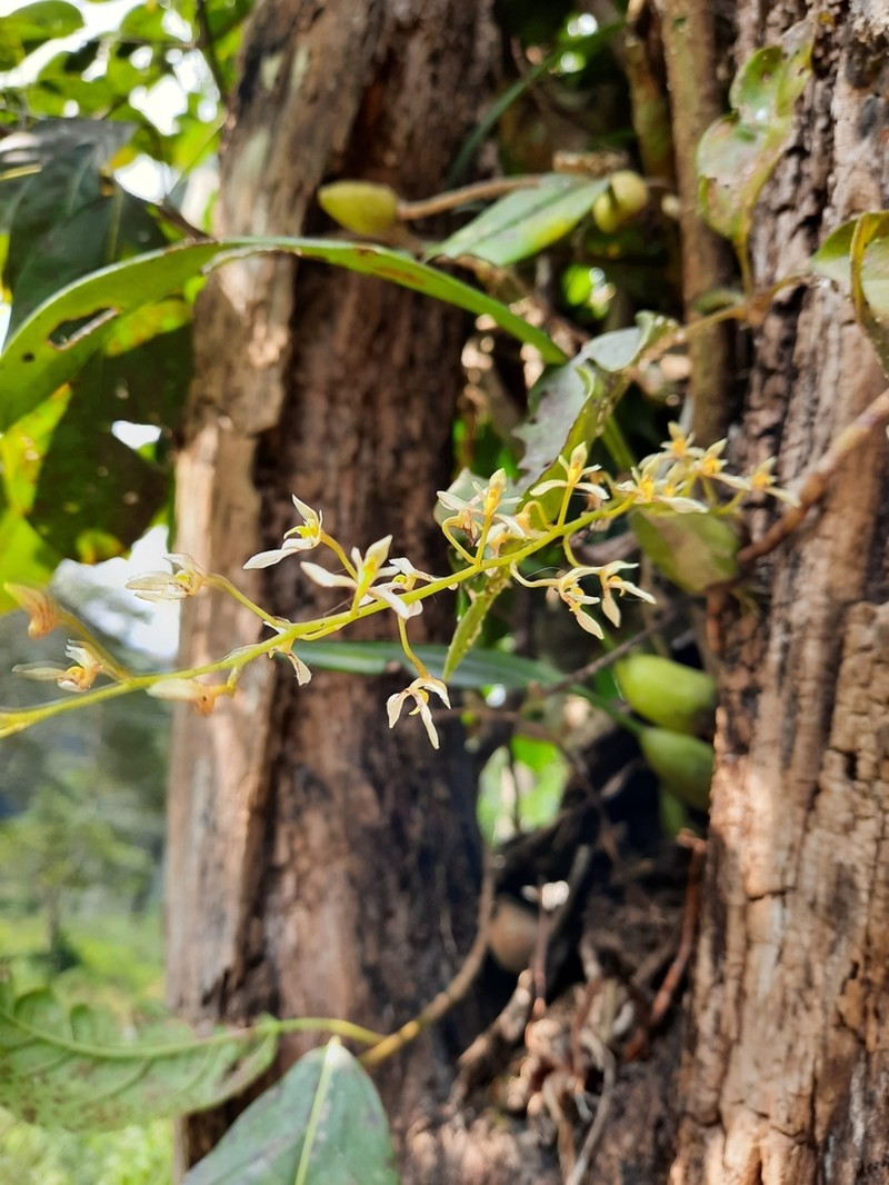 Bulbophyllum gymnopus photo 8