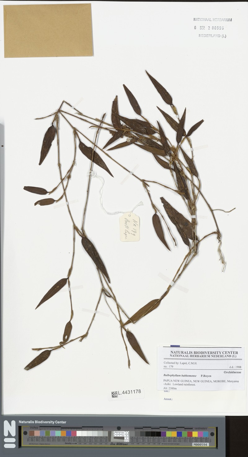 Bulbophyllum habbemense