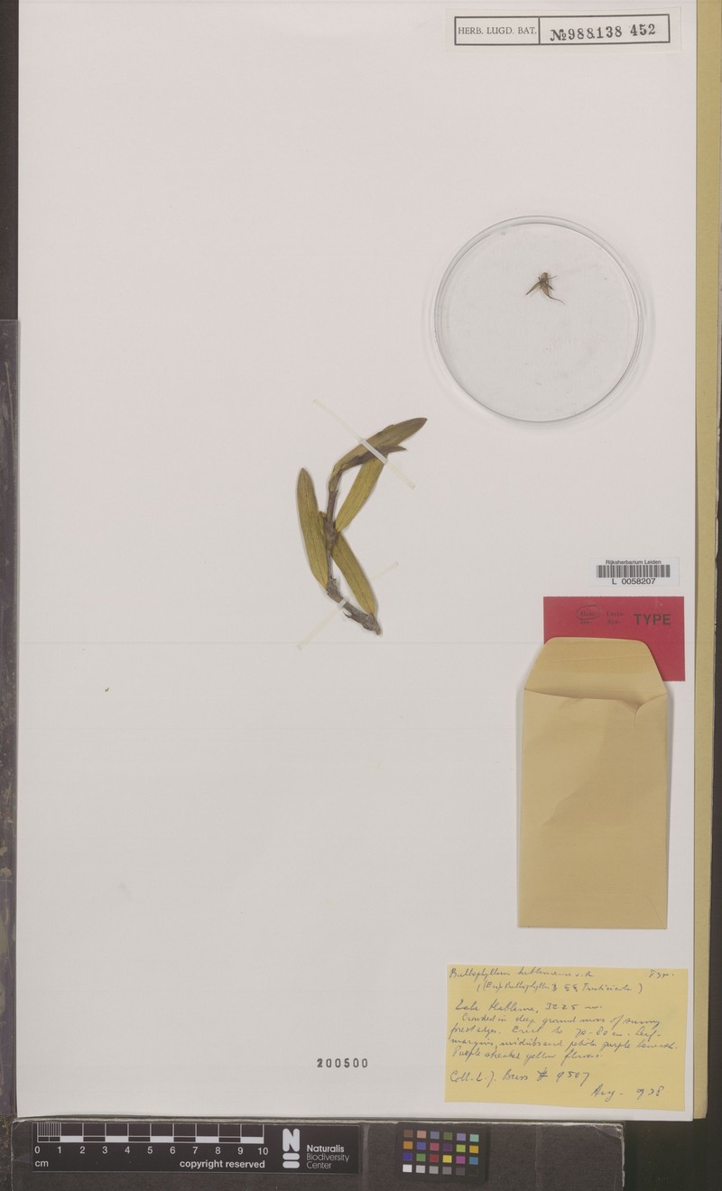 Bulbophyllum habbemense photo 2
