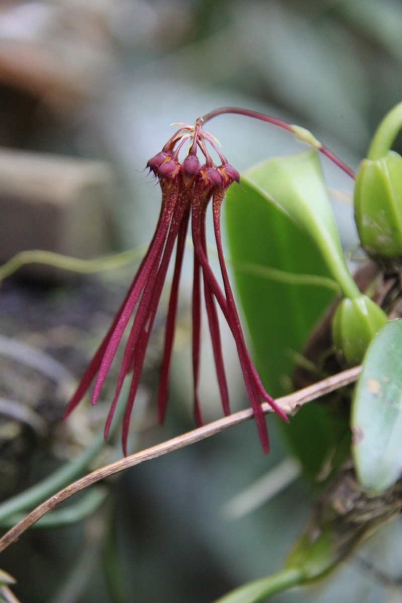 Bulbophyllum habrotinum photo 2