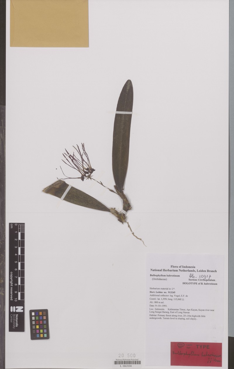 Bulbophyllum habrotinum photo 3
