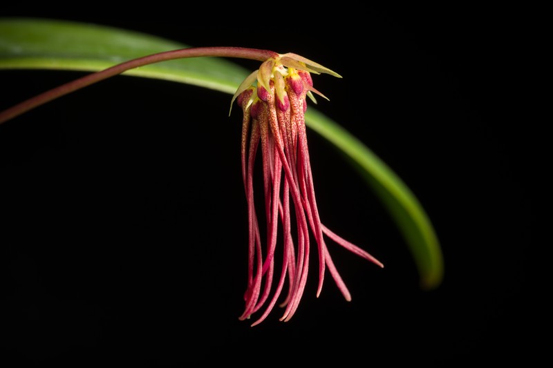 Bulbophyllum habrotinum photo 4