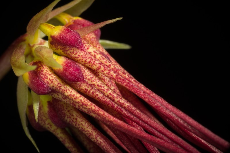 Bulbophyllum habrotinum photo 5