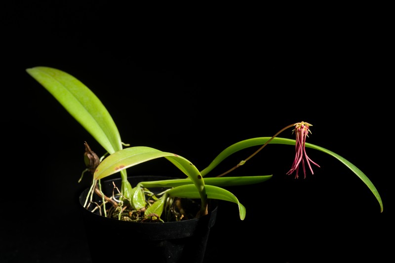 Bulbophyllum habrotinum photo 6