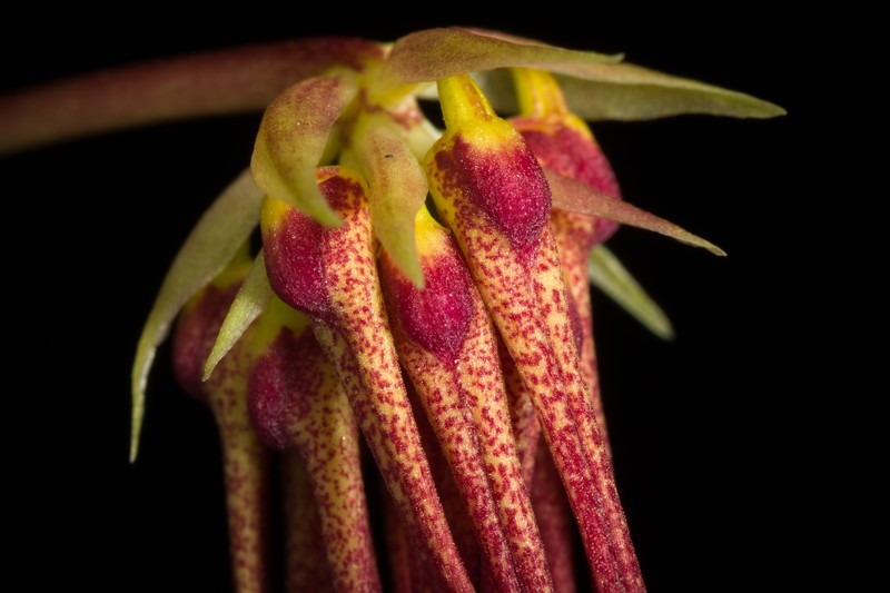 Bulbophyllum habrotinum photo 7