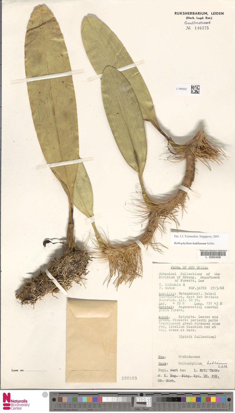 Bulbophyllum hahlianum