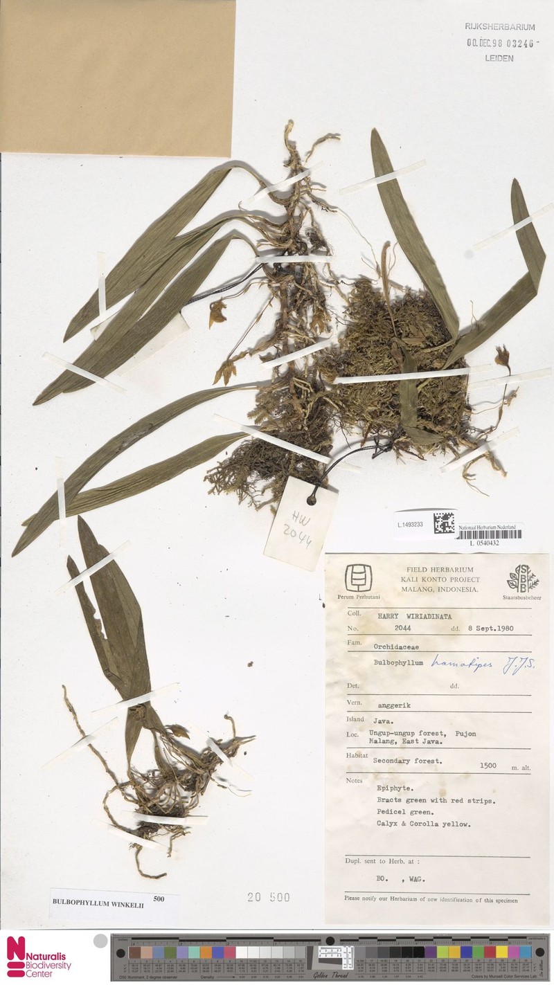 Bulbophyllum hamatipes photo 2