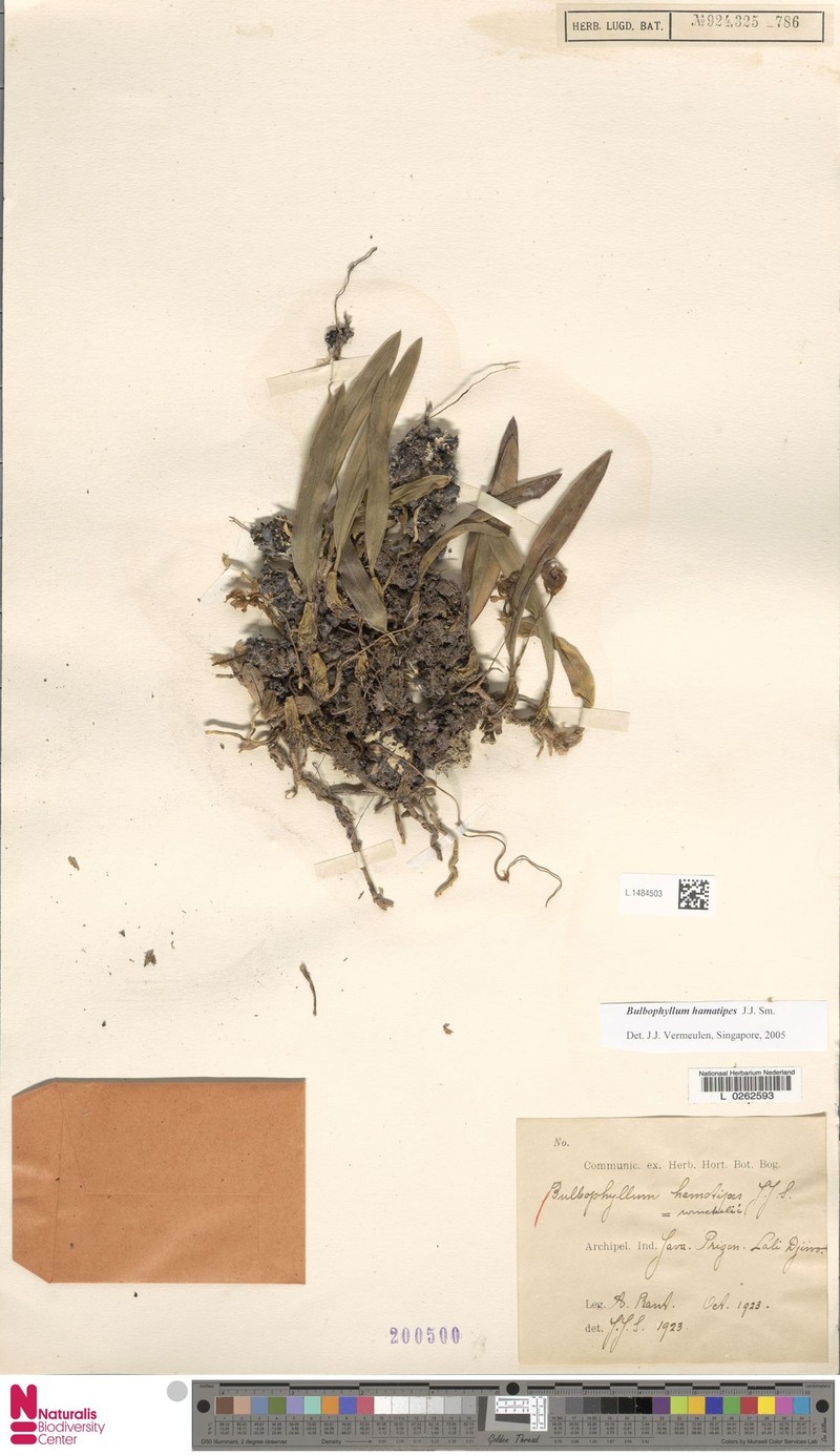 Bulbophyllum hamatipes photo 3