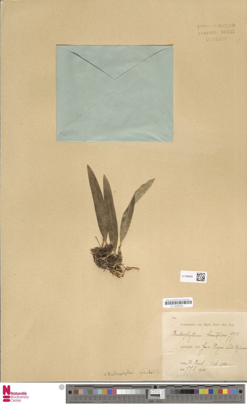 Bulbophyllum hamatipes photo 4