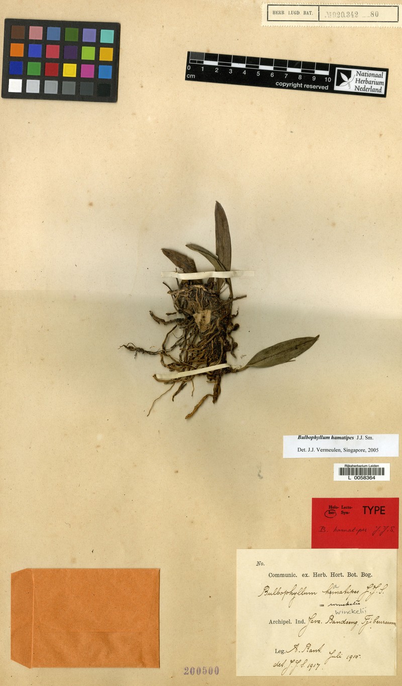 Bulbophyllum hamatipes photo 5