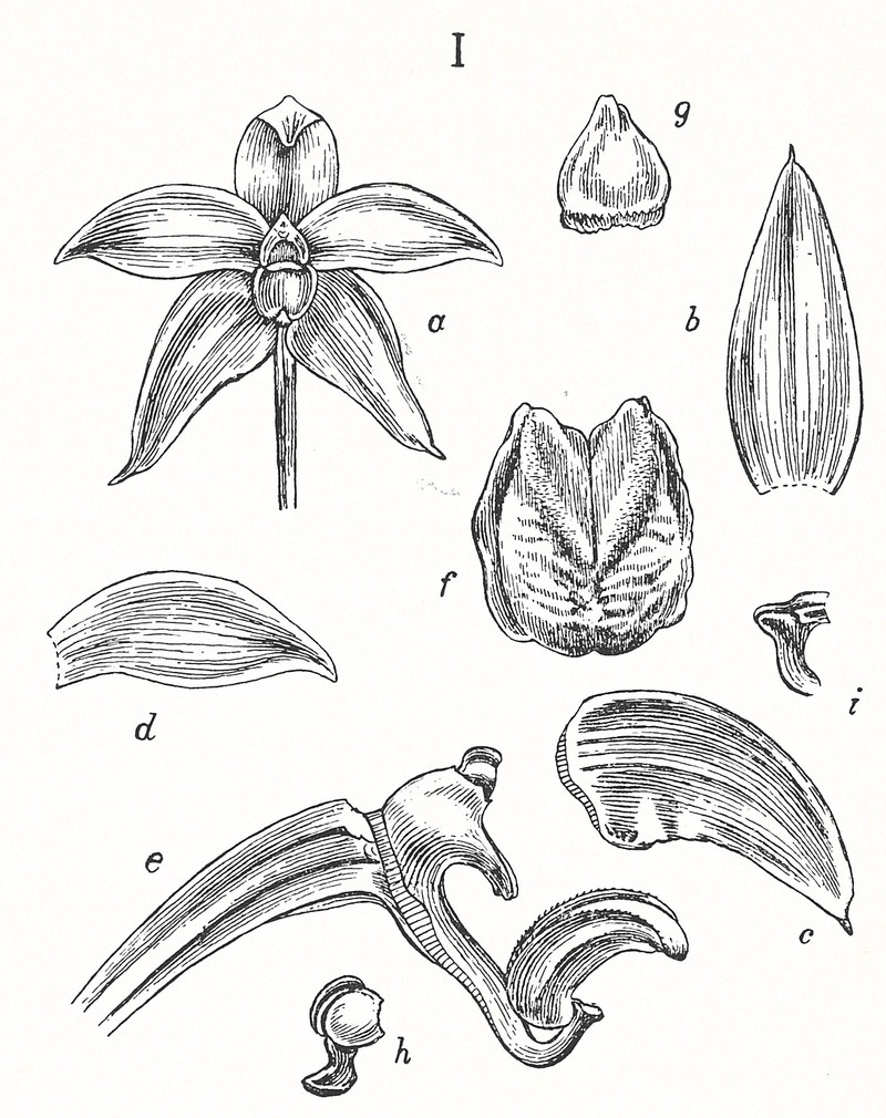 Bulbophyllum hamatipes
