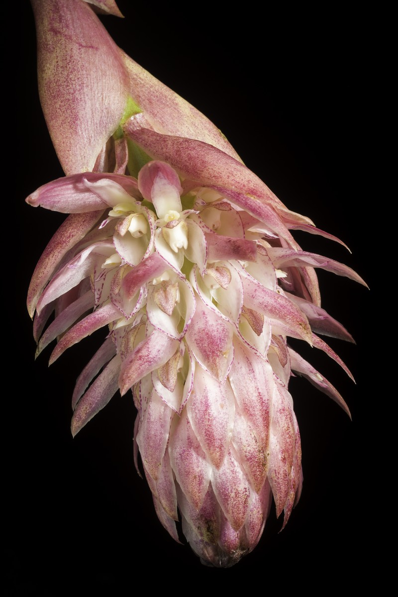 Bulbophyllum hamelinii