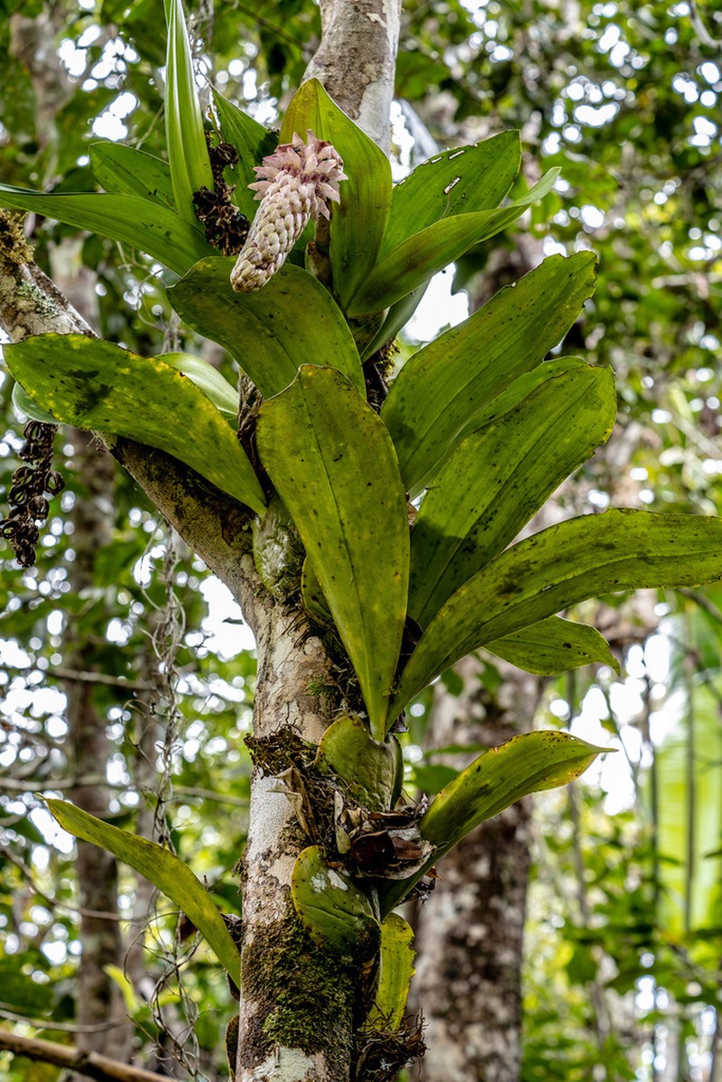 Bulbophyllum hamelinii photo 2