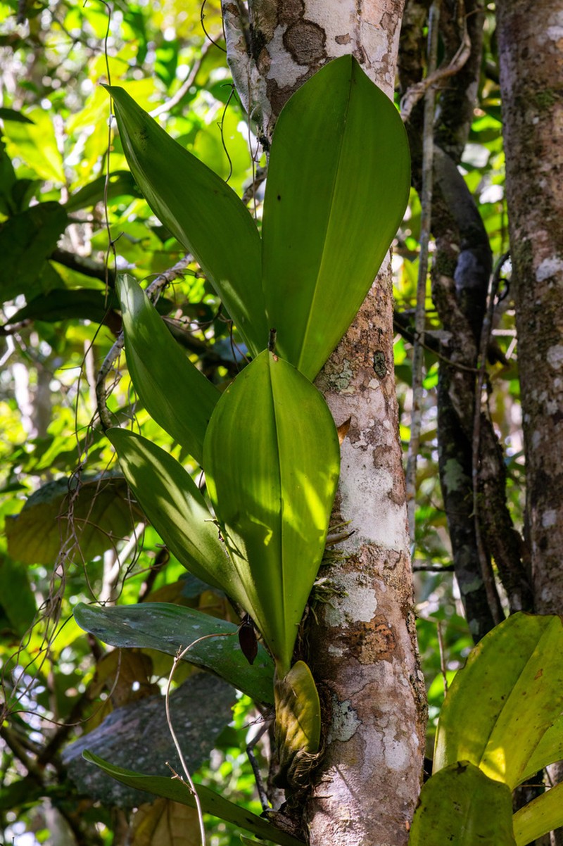 Bulbophyllum hamelinii photo 3