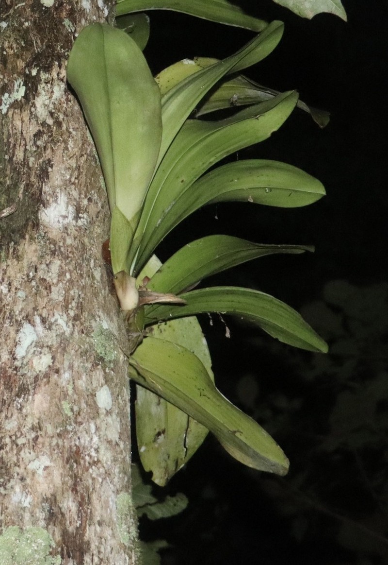 Bulbophyllum hamelinii photo 4