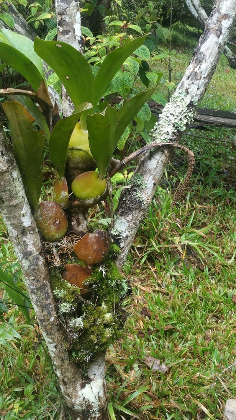 Bulbophyllum hamelinii photo 5