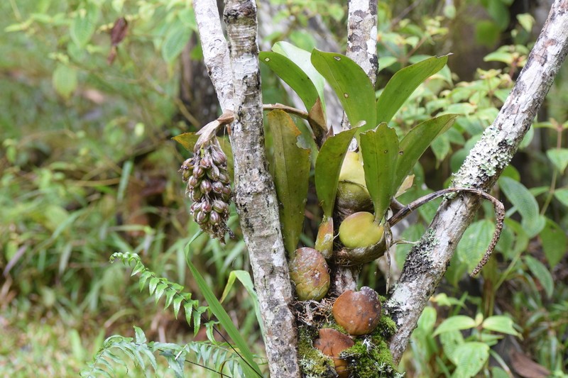 Bulbophyllum hamelinii photo 6