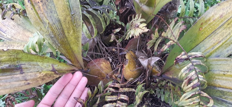 Bulbophyllum hamelinii photo 7