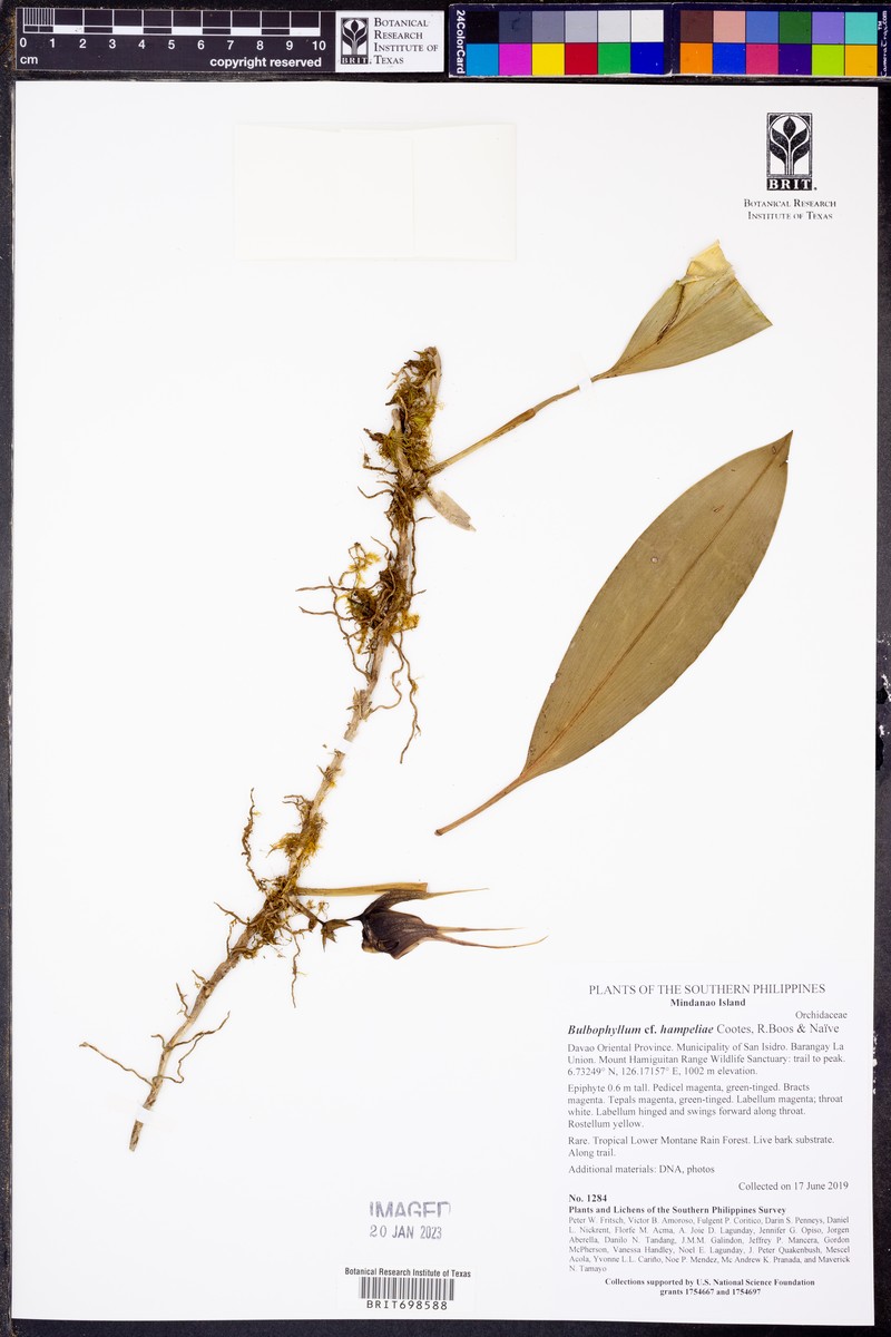 Bulbophyllum hampeliae