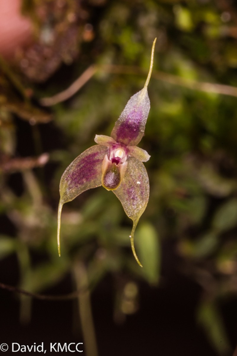 Bulbophyllum hapalanthos photo 2