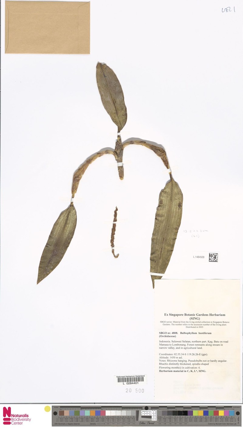 Bulbophyllum hastiferum