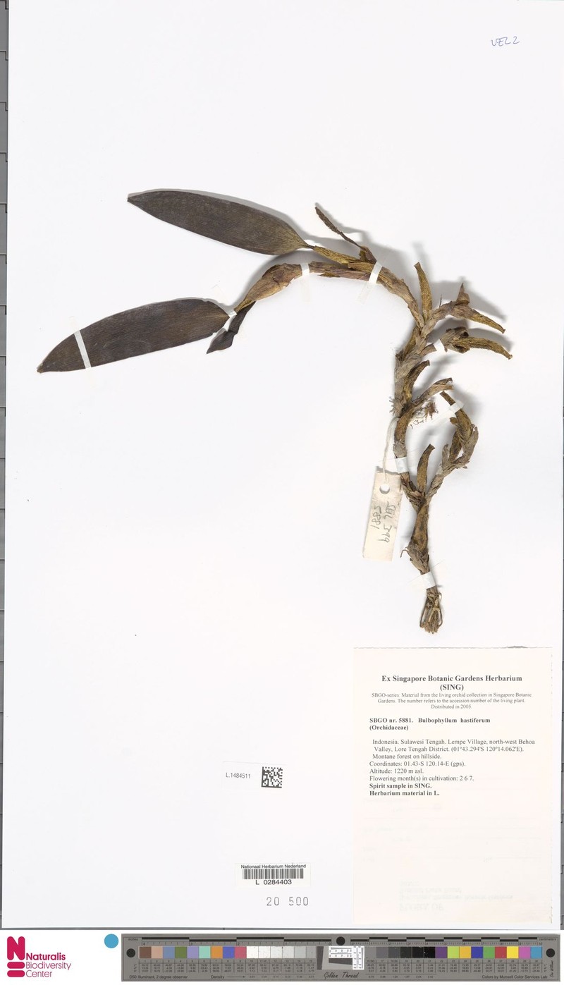 Bulbophyllum hastiferum photo 2