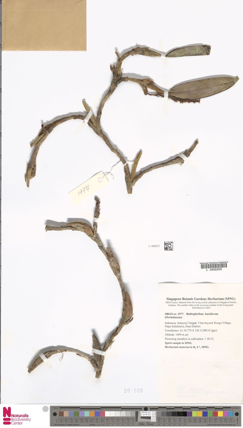Bulbophyllum hastiferum photo 3
