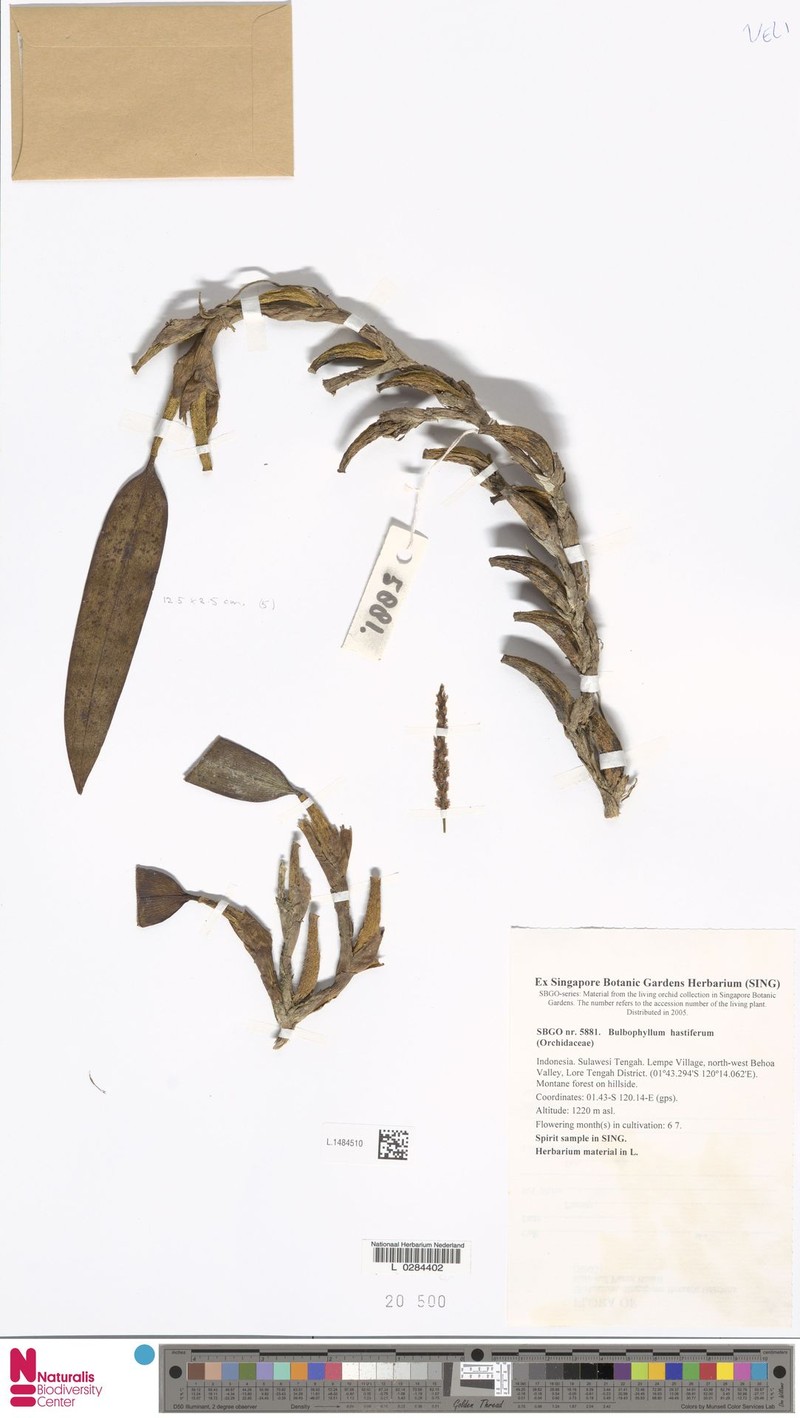 Bulbophyllum hastiferum photo 4