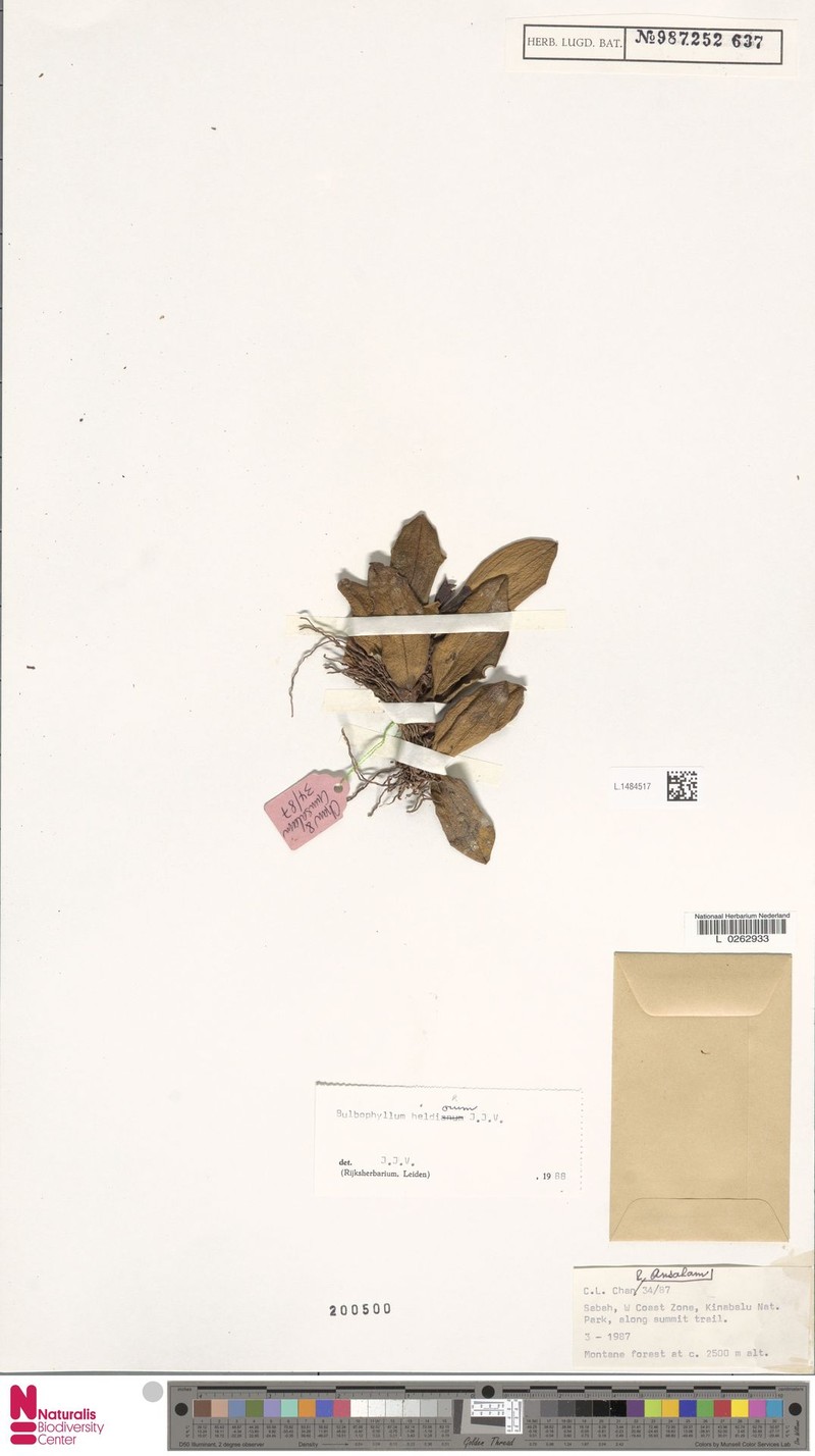 Bulbophyllum heldiorum