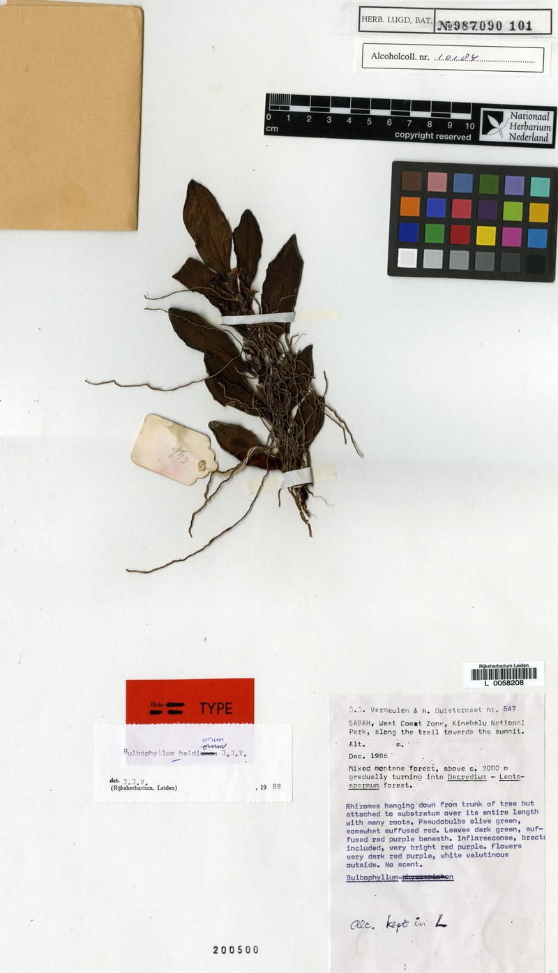 Bulbophyllum heldiorum photo 2