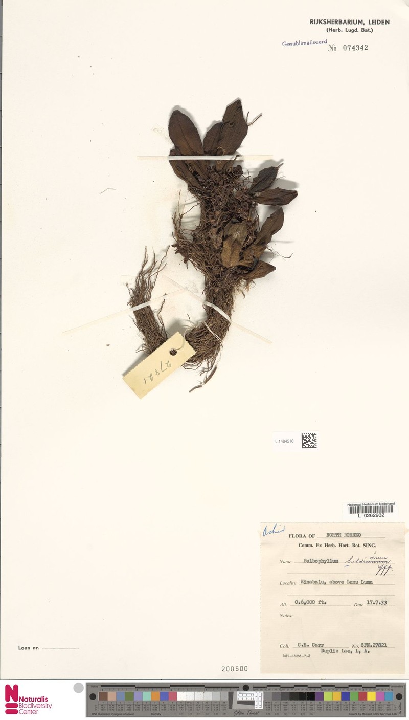 Bulbophyllum heldiorum photo 3