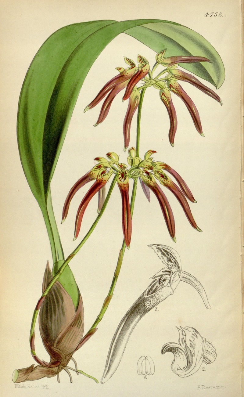 Bulbophyllum helenae
