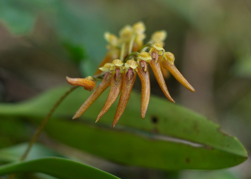Bulbophyllum helenae photo 2