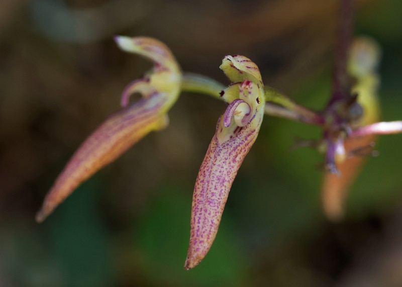 Bulbophyllum helenae photo 4