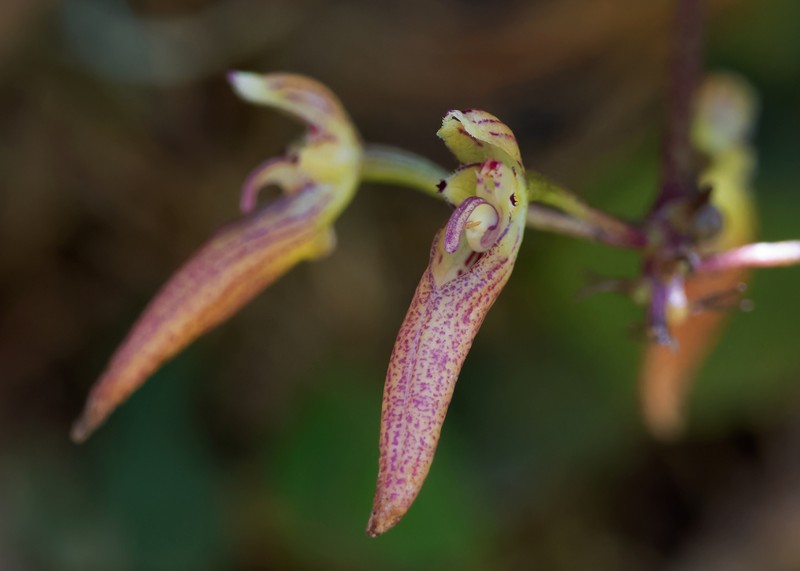 Bulbophyllum helenae photo 6