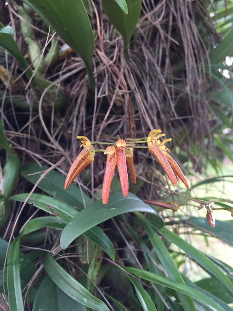 Bulbophyllum helenae photo 7