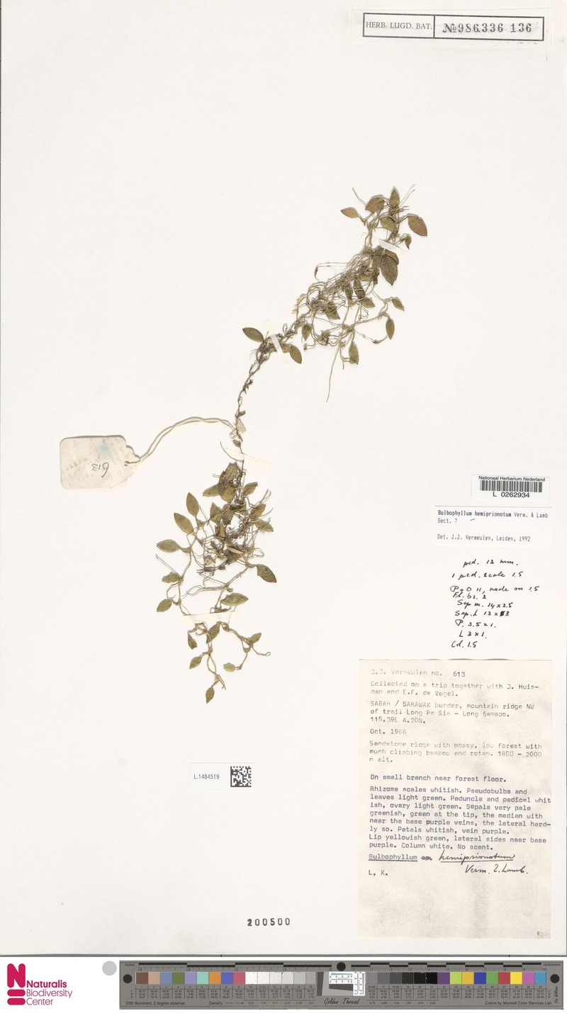 Bulbophyllum hemiprionotum