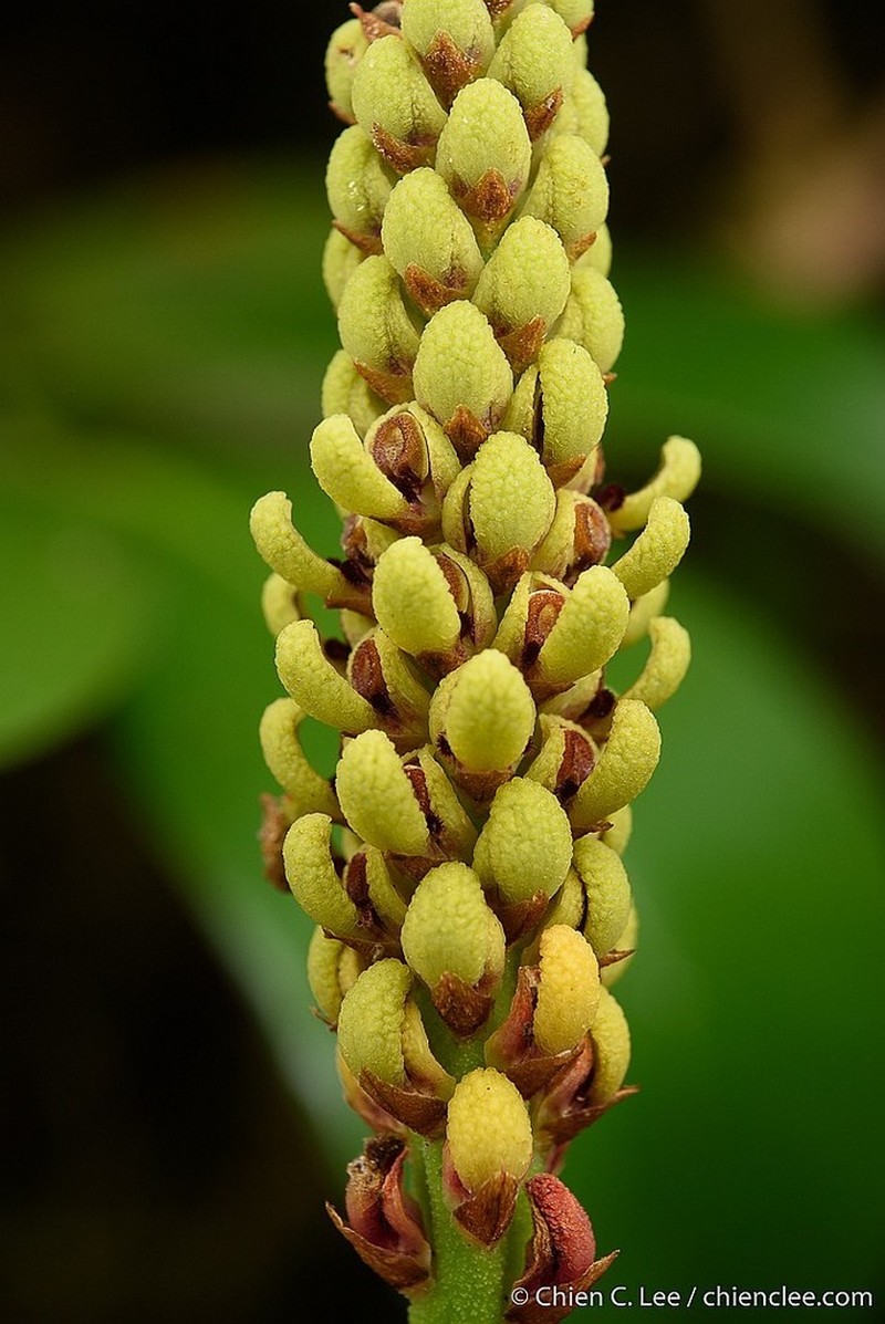 Bulbophyllum henrici