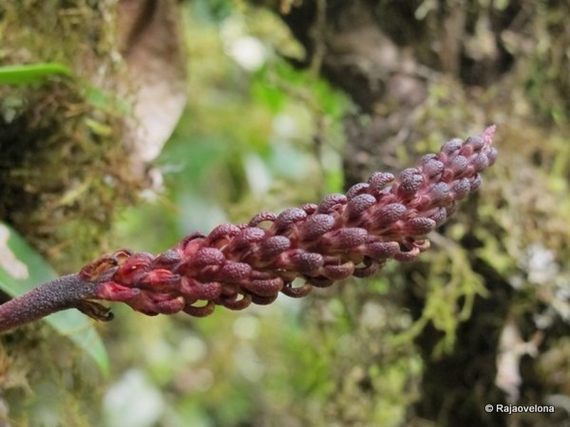 Bulbophyllum henrici photo 2