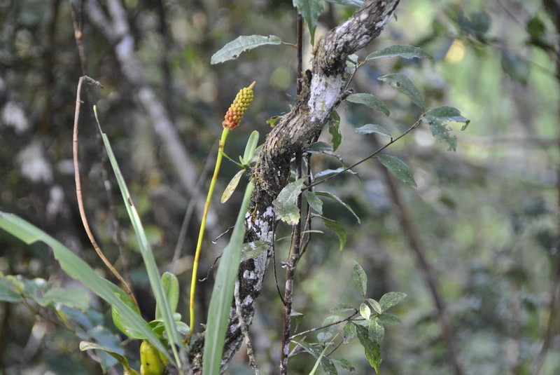 Bulbophyllum henrici photo 3