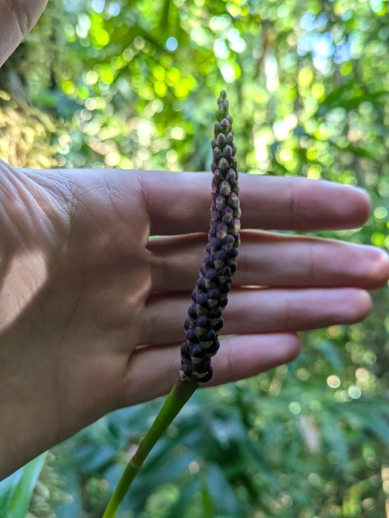 Bulbophyllum henrici photo 4