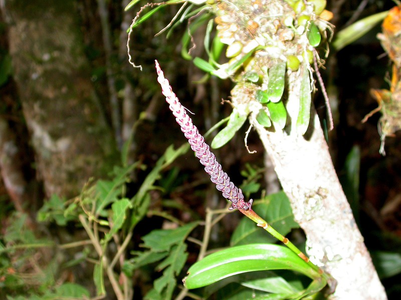Bulbophyllum henrici photo 6