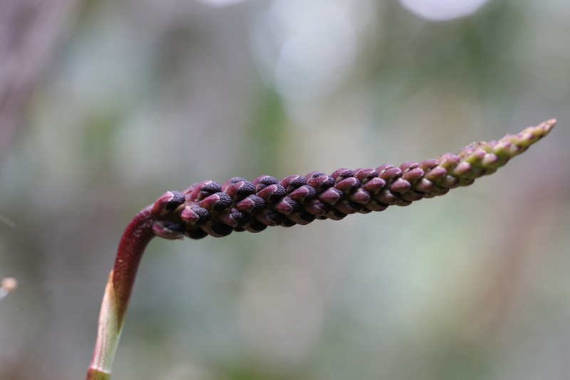 Bulbophyllum henrici photo 7